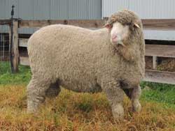 Semen Sire Moorundie Poll NE008 – Grandsire Nyowee E430,
 sired by Moorundie NE020,
 twin born,
 exceptionally long staple,